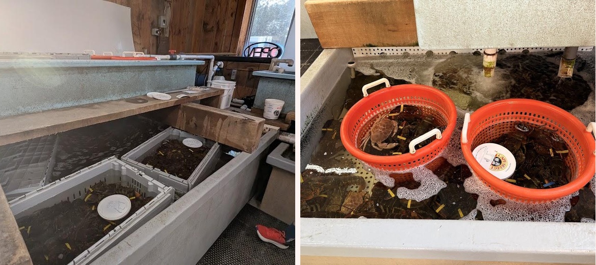 Lobster Connection Gallery Image 5